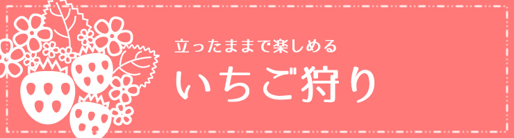 いちご狩り こまざわフルーツファーム