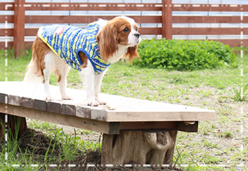 愛犬と楽しむいちご狩り 写真 ドッグラン こまざわフルーツファーム