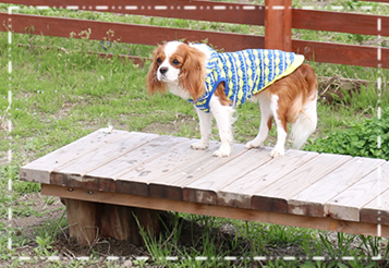 愛犬と楽しむいちご狩り 写真 ドッグラン こまざわフルーツファーム