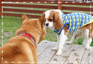 愛犬と楽しむいちご狩り 写真 ドッグラン こまざわフルーツファーム