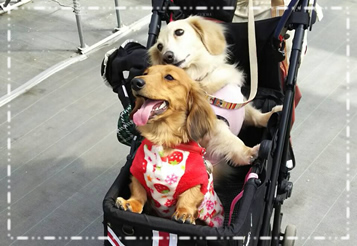 愛犬と楽しむいちご狩り 写真 ドッグラン こまざわフルーツファーム