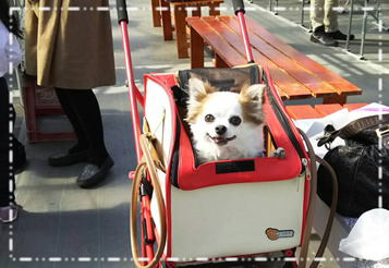 愛犬と楽しむいちご狩り 写真 ドッグラン こまざわフルーツファーム