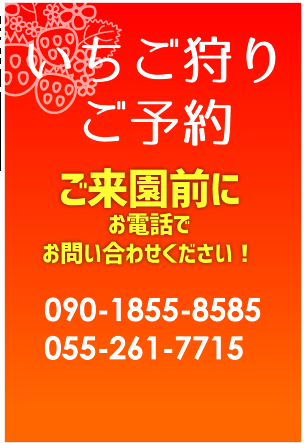いちご狩り予約 こまざわフルーツファーム